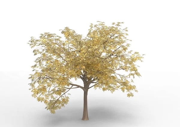 Innenraum Baum Isoliert Auf Weißem Hintergrund — Stockfoto