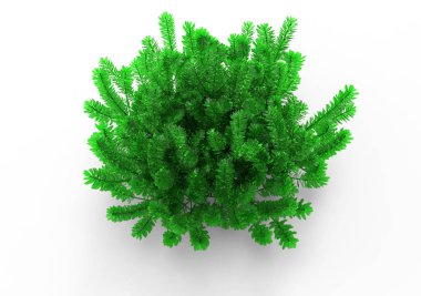 bush beyaz zemin üzerine izole