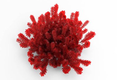 bush beyaz zemin üzerine izole