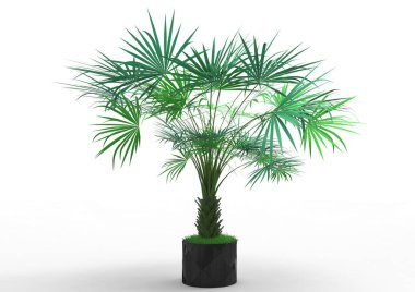 Beyaz arka plan üzerinde 3D palmiye ağacı