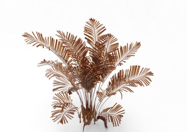 Hindistan cevizi hurma ağaç izole üzerinde beyaz arka plan yaprak 