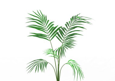 Hindistan cevizi hurma ağaç izole üzerinde beyaz arka plan yaprak 