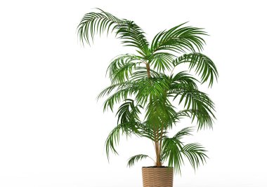 Beyaz arkaplanda palmiye ağacı