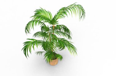 Beyaz arkaplanda palmiye ağacı