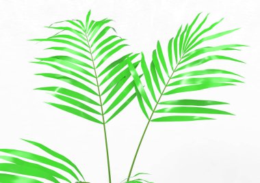 Hindistan cevizi hurma ağaç izole üzerinde beyaz arka plan yaprak 