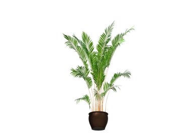 Beyaz arkaplanda palmiye ağacı