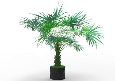 Beyaz arka plan üzerinde 3D palmiye ağacı
