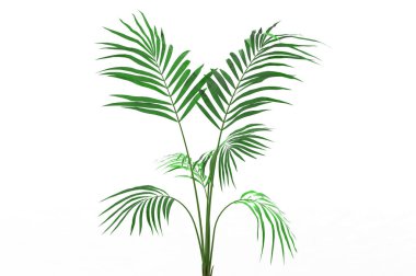 Hindistan cevizi hurma ağaç izole üzerinde beyaz arka plan yaprak 