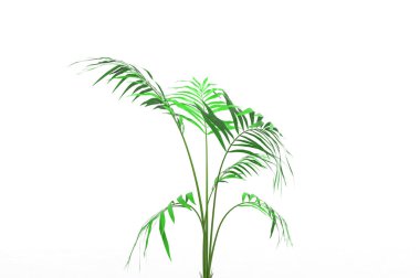 Hindistan cevizi hurma ağaç izole üzerinde beyaz arka plan yaprak 