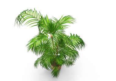 Beyaz arkaplanda palmiye ağacı