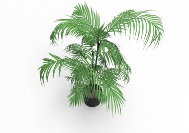 Hindistan cevizi hurma ağaç izole üzerinde beyaz arka plan yaprak 