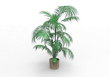 Beyaz arka plan üzerinde 3D palmiye ağacı