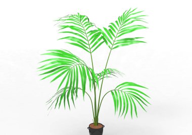 Hindistan cevizi hurma ağaç izole üzerinde beyaz arka plan yaprak 