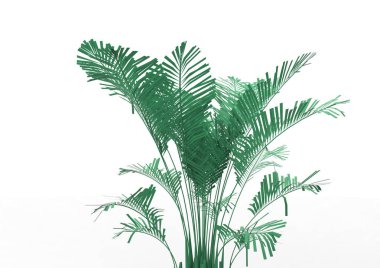 Beyaz arkaplanda palmiye ağacı