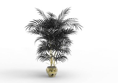 Beyaz arkaplanda palmiye ağacı