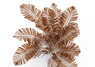 Hindistan cevizi hurma ağaç izole üzerinde beyaz arka plan yaprak 