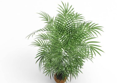 Beyaz arkaplanda palmiye ağacı