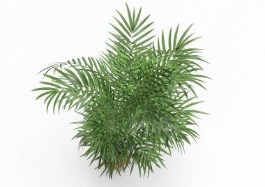 Beyaz arkaplanda palmiye ağacı