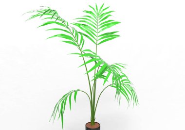 Hindistan cevizi hurma ağaç izole üzerinde beyaz arka plan yaprak 