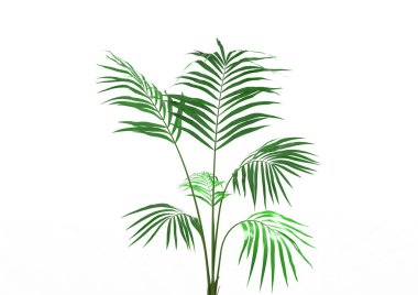 Hindistan cevizi hurma ağaç izole üzerinde beyaz arka plan yaprak 