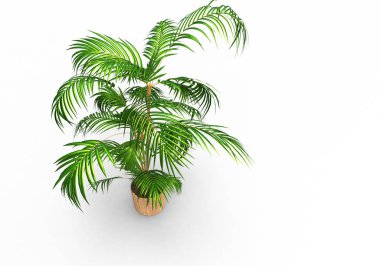 Beyaz arkaplanda palmiye ağacı