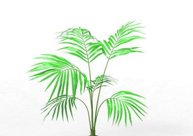 Hindistan cevizi hurma ağaç izole üzerinde beyaz arka plan yaprak 