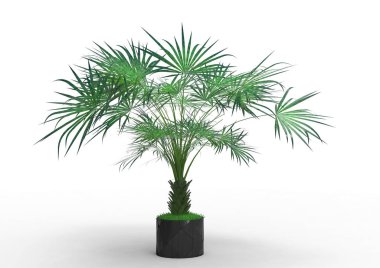 Beyaz arka plan üzerinde 3D palmiye ağacı