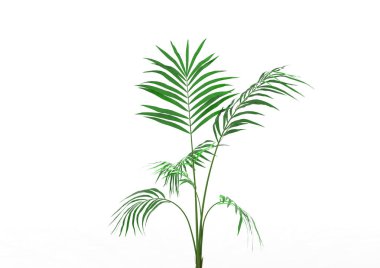 Hindistan cevizi hurma ağaç izole üzerinde beyaz arka plan yaprak 