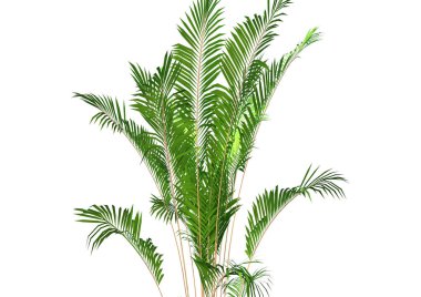 Beyaz arkaplanda palmiye ağacı