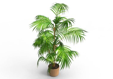 Beyaz arkaplanda palmiye ağacı