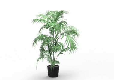Beyaz arka plan üzerinde 3D palmiye ağacı