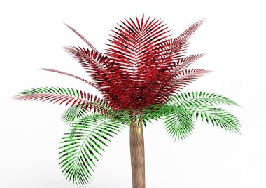 Beyaz arkaplanda palmiye ağacı