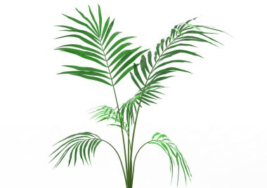 Hindistan cevizi hurma ağaç izole üzerinde beyaz arka plan yaprak 