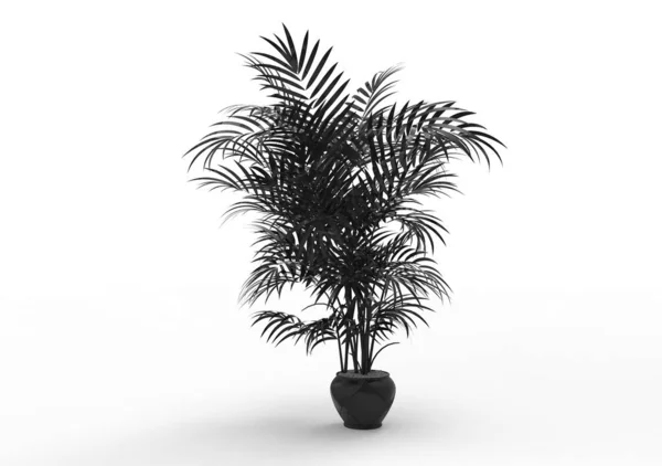 Palm Tree White Background — Stock Photo, Image