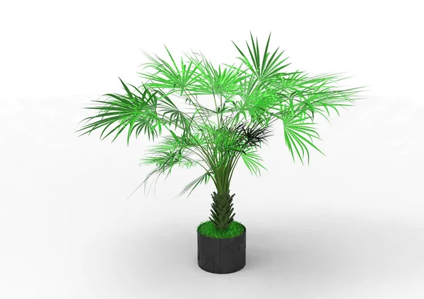 Palmera Sobre Fondo Blanco — Foto de Stock