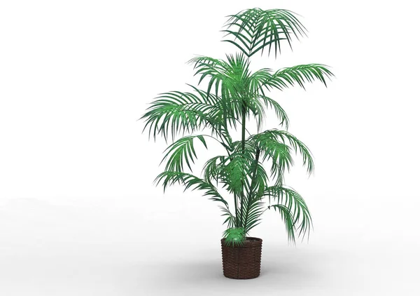 Beyaz Arka Plan Üzerinde Palmiye Ağacı — Stok fotoğraf