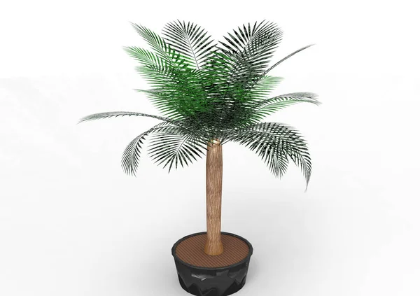 Palmera Sobre Fondo Blanco — Foto de Stock