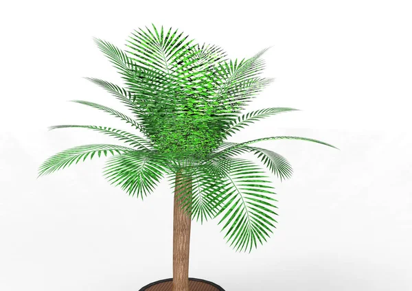 Palmera Sobre Fondo Blanco — Foto de Stock