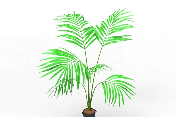 Cocos Palm Tree Bladeren Geïsoleerd Witte Achtergrond — Stockfoto