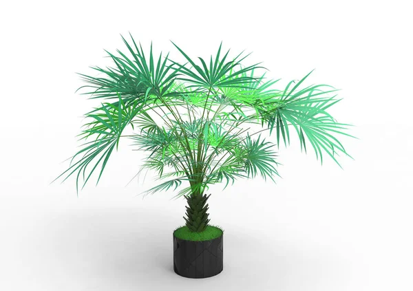 Palm Tree White Background — Stock Photo, Image