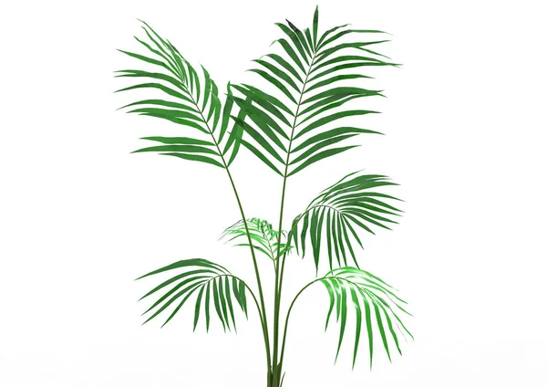 Cocos Palm Tree Bladeren Geïsoleerd Witte Achtergrond — Stockfoto