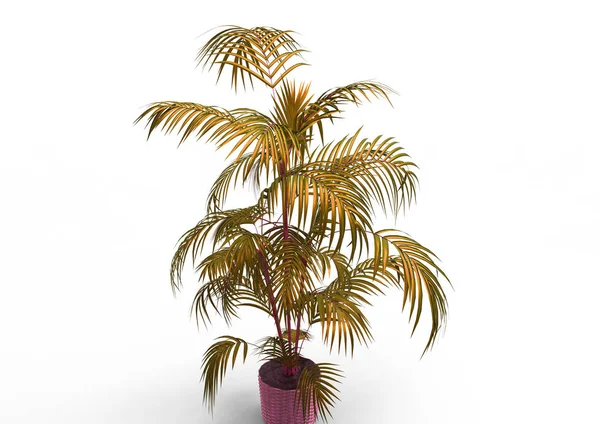 Palmera Sobre Fondo Blanco — Foto de Stock