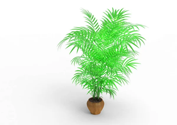 白色背景的棕榈树 — 图库照片