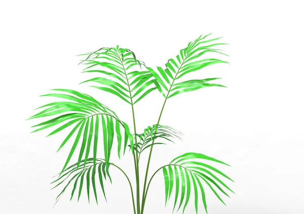 Cocos Palm Tree Bladeren Geïsoleerd Witte Achtergrond — Stockfoto