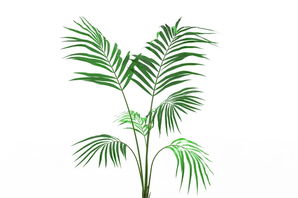 Cocos Palm Tree Bladeren Geïsoleerd Witte Achtergrond — Stockfoto