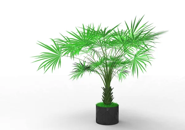 Palmera Sobre Fondo Blanco —  Fotos de Stock