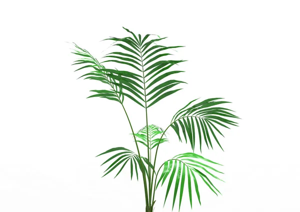 Cocos Palm Tree Bladeren Geïsoleerd Witte Achtergrond — Stockfoto