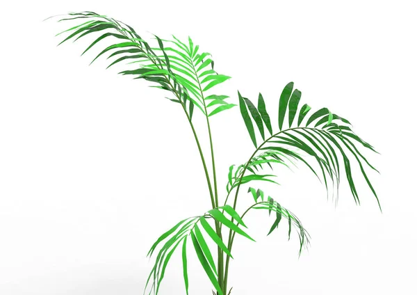 Cocos Palm Tree Bladeren Geïsoleerd Witte Achtergrond — Stockfoto