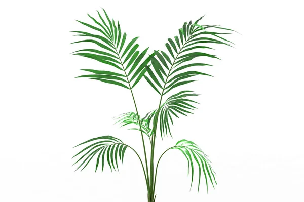 Kokospalmenblätter Isoliert Auf Weißem Hintergrund — Stockfoto