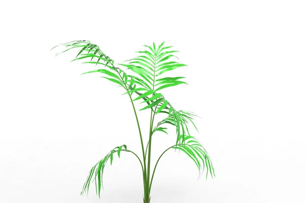 Coconut Palm Tree Leaves Isolated White Background — Stock Photo, Image